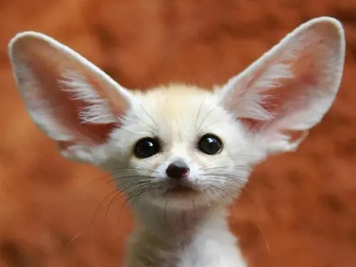 盘点最“萌”的9种动物！