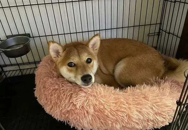 柴柴睡到一半跳起来：对电视低吼，爸吓坏开灯得知原因笑翻