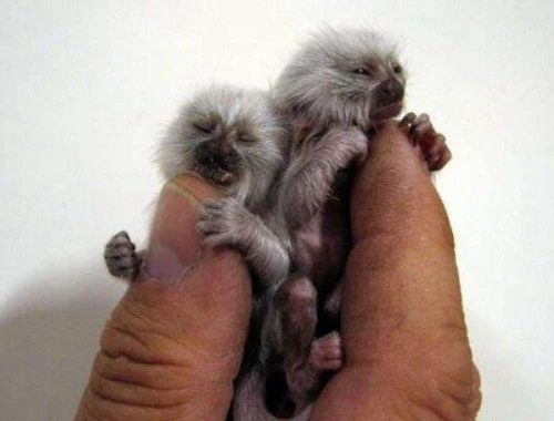 世界上最小的猴子是什么