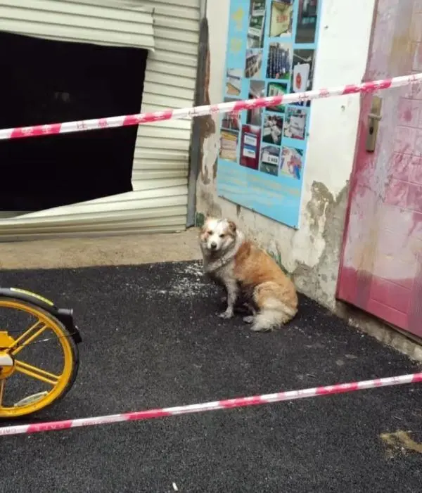 使用电暖器引发火灾，狗宝宝跟着遭殃