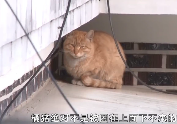 橘猫待在屋顶上42天，周围邻居都觉得很奇怪：怎么不下去呢？