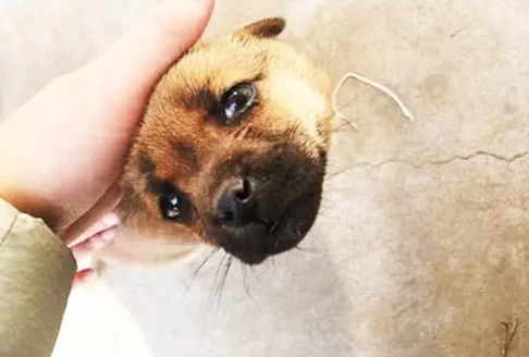 在狗的眼里，被主人摸脑袋，意味着什么