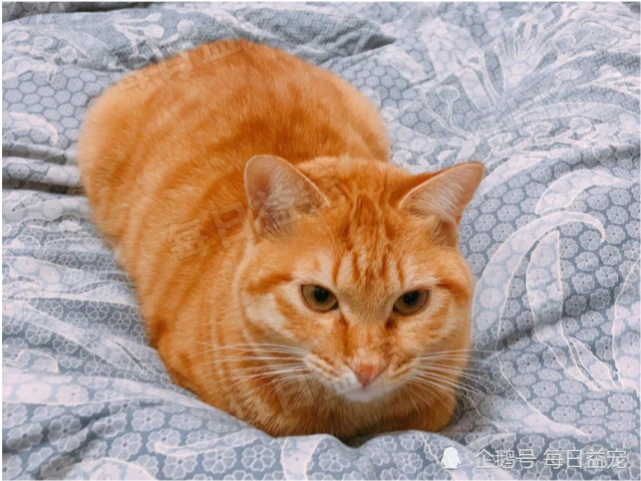 合租室友搬走了，却唯独将橘猫丢下，几天后才被人发现