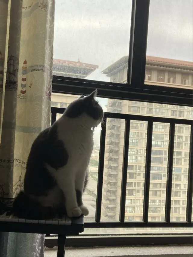 猫咪总是坐在窗户旁边，看着窗外，该让猫回归自然吗？