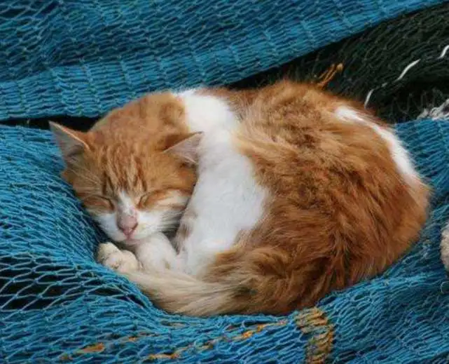 “老年猫”跟你告别的方式，请好好珍惜它