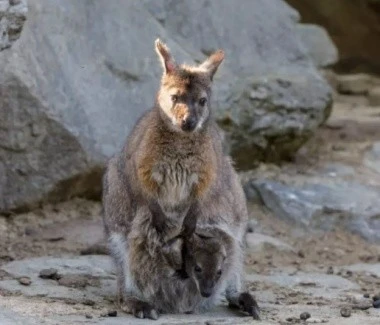 蹦蹦跳跳的萌宠明星等你来投喂！