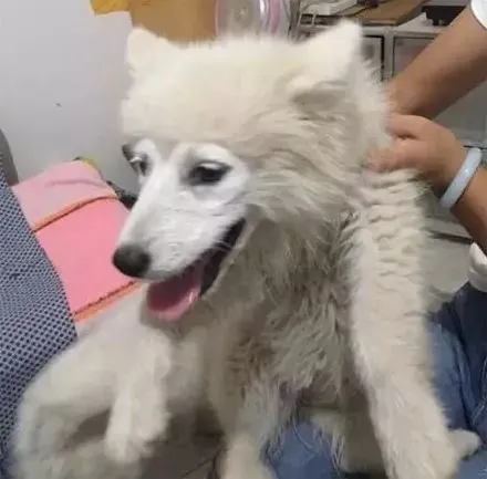 网友养了一只萨摩耶，但大家都叫它“孙悟空”，哈哈哈哈！