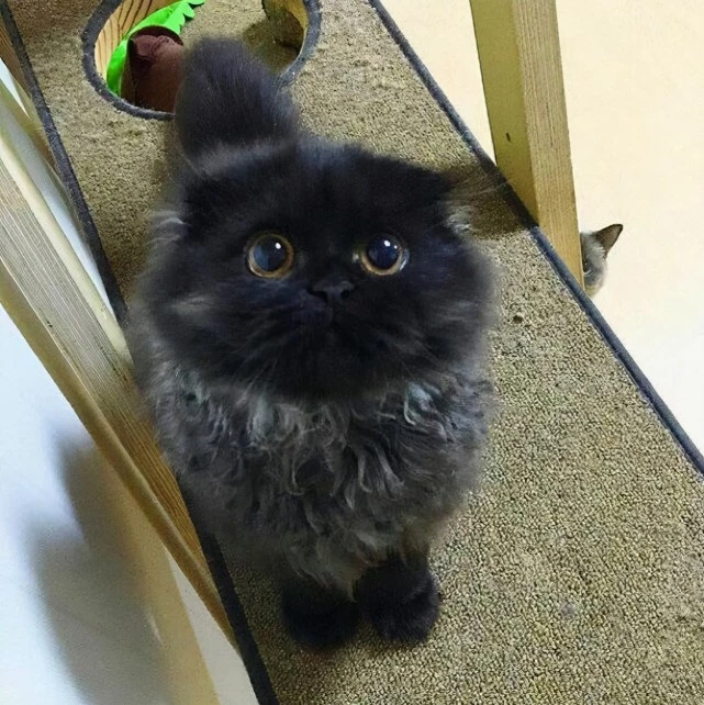 路上捡到这6种猫，马上带回家，它们会用一辈子报答你的！