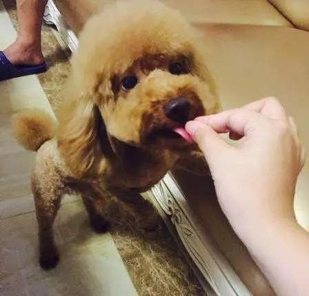 在狗狗眼里，主人上厕所的行为，其实代表这些意思！