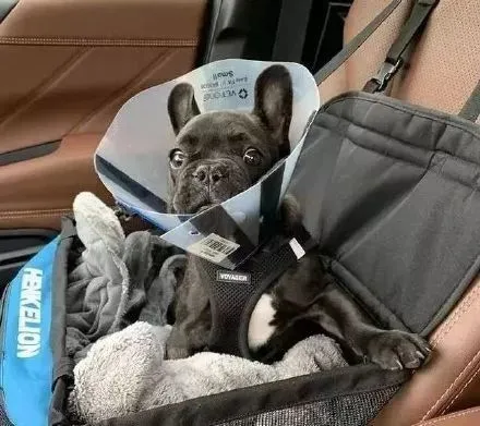 同伴去医院没回来，狗狗心急如焚，再见面的反应让人心疼