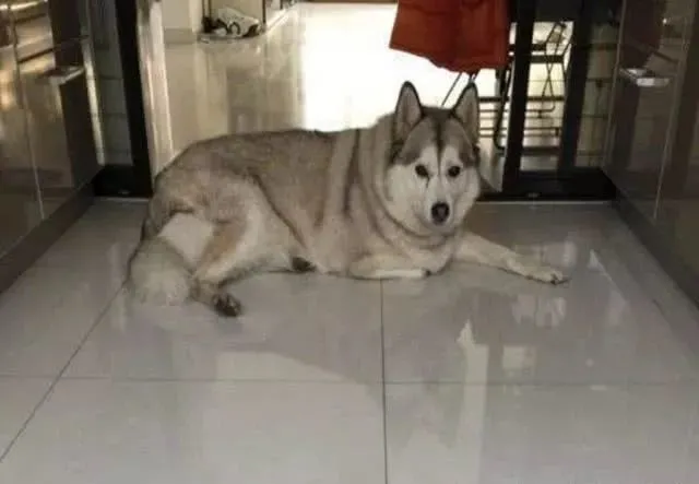 哈士奇因太胖被拐卖到狗肉店，主人将它救回来后，二哈性格大变！