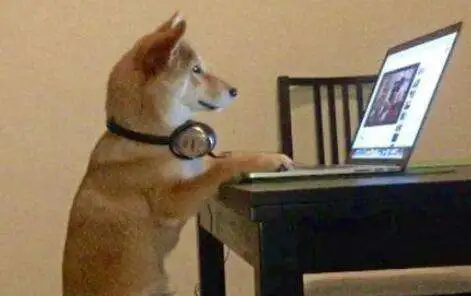 跟人类生活久了，有些狗已经不把自己当狗了