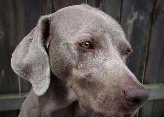 傍晚的时候，狗狗发出“哭声”别轻视了，它是在提醒你！