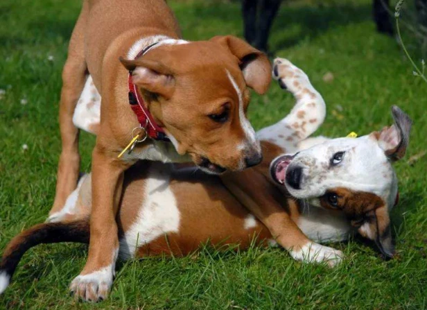 狗狗“繁殖”的方式，原来品种狗，都是这样来的！