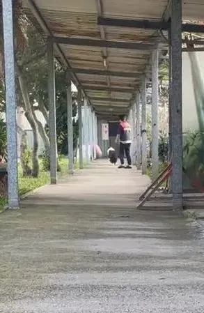 主人去接寄宿的边牧，它听到呼唤转身就跑：“我还没玩够！”