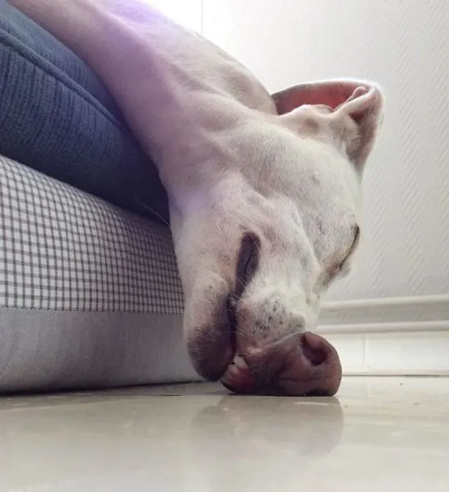 【冷兔趣闻】狗狗们的可爱牙齿～