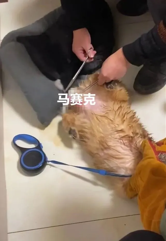狗狗对着狗窝耍流氓，结果JJ被卡住…医生：我们一般不笑的除非忍不住！
