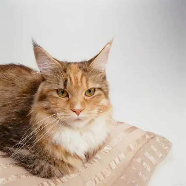 猫咪藏着六个小秘密，虽然你养猫很多年，但也未必知道