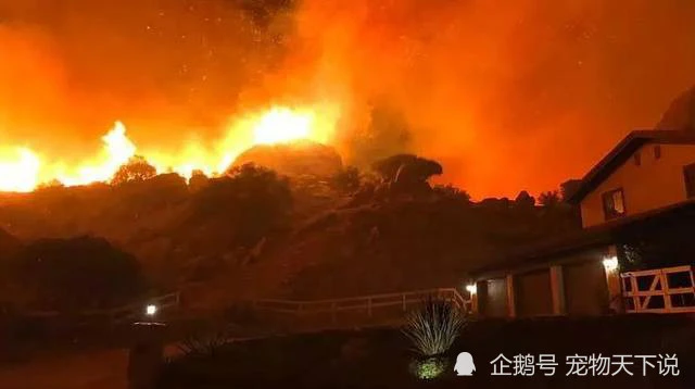 有一只“二哈”，性格温顺，还不犯二，和主人劫后重逢，你怎么看