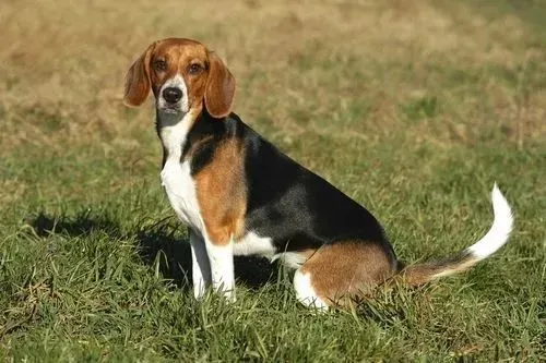 【校园风采】张博祎‖爱护流浪狗