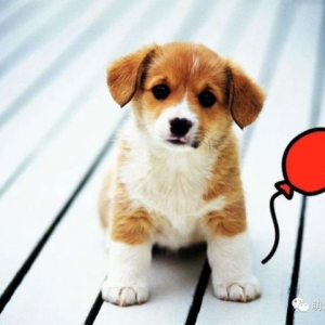 家里有养狗的朋友，知道为什么小狗喜欢靠着自己的主人一起睡觉吗？