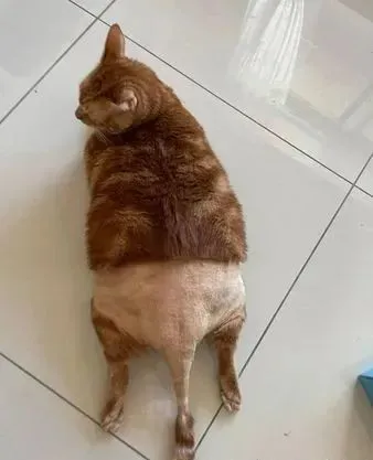 胖橘便秘治疗中……被妈亲手“脱掉毛裤子” 超诱人