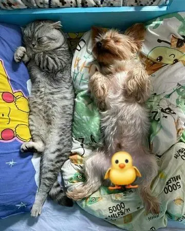 萌猫发现要去医院打针，屁股黏床拒出门：不要逼我