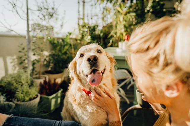 上海艾吉宠物医院课堂：宠物狗尾巴要剪掉或者剪短的原因。
