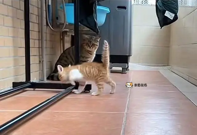 流浪小猫满脸是血，1个月大就被坏人殴打，女孩哭着带它去医院！