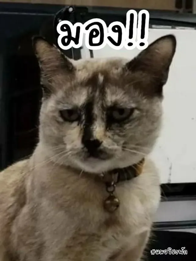 隐藏得再深，猫咪不高兴还是被一眼看穿