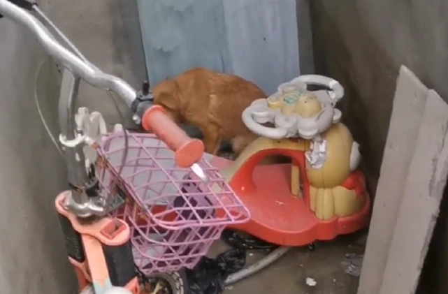 不知它在主人家有多绝望，脖子被勒烂的狗狗才会选择躲进陌生人家中