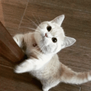 破防了！猫咪最想对主人说的13句话，看完落泪了