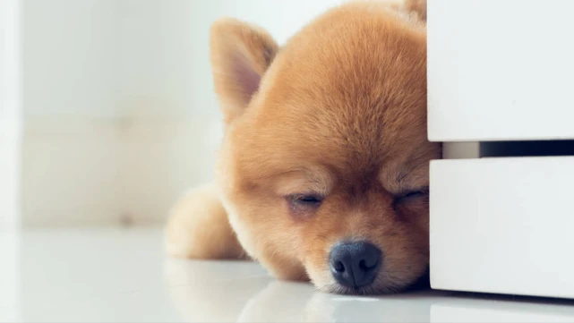 博美犬被宠坏的迹象，这些表现，还不够明显吗