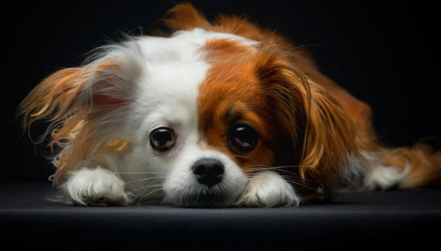 狗的特点是什么？