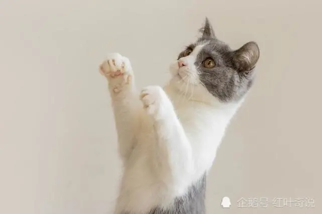 和猫一起睡觉时，人会不会压到猫？正所谓痛并快乐着