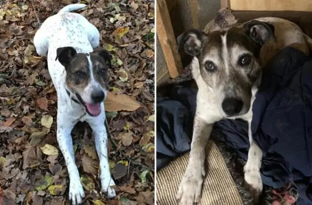 英国最孤独的狗已在收容所生活9年 至今无人收养