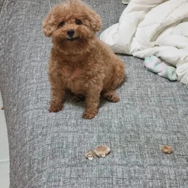 泰迪圆滚滚的肚子，多次被问是不是怀孕了，主人十分不爽