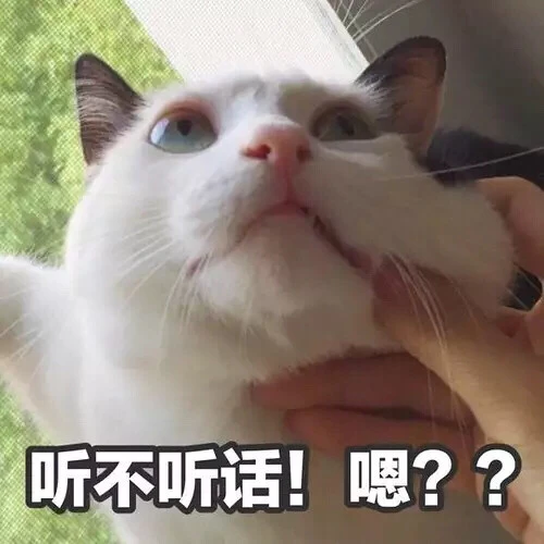 原来“打猫”会有这些后果，你还敢动手吗？
