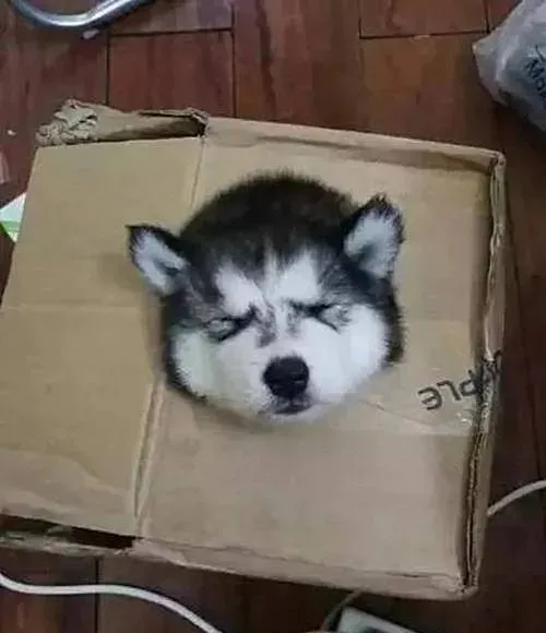 女子网购的二哈到了，下楼去签收时，却发现快递员在捂嘴偷笑