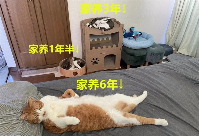 如何判断猫咪的家庭地位？从它们的睡姿就可以看出……