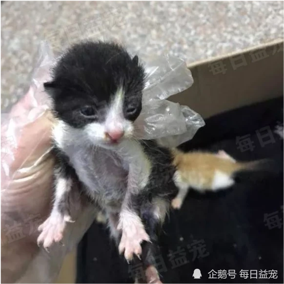 程序员救助3只小奶猫，一百多号人轮流照顾，迟来的幸福