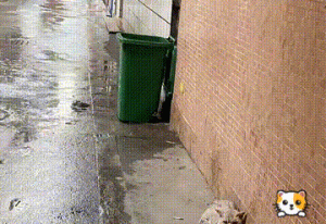 狠心主人，路边扔下猫咪，陪伴没换来同情，猫却期盼主人来接自己