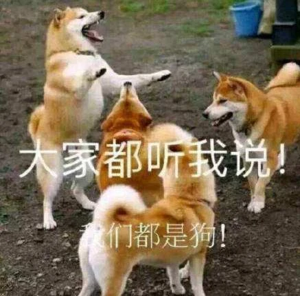 养大狗VS养小狗，亲身经历告诉你，区别很大