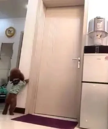 泰迪被罚站，主人进屋子后，拍到的画面让人哭笑不得！