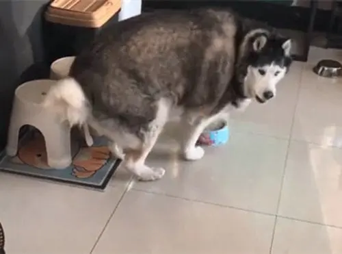 女子分享自家狗狗的照片，网友看后都愣住了：这是喂激素养大的？