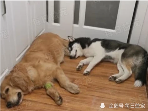 废墟中救了只病重金毛，治病半年后狗狗康复，原主人找来了