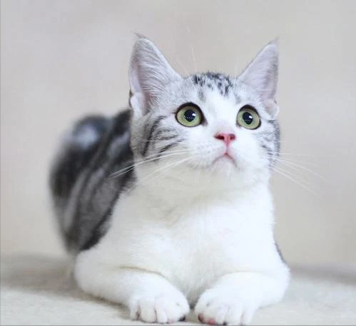 纯种“美短猫”的6大特征，原来很多人养的都是串串