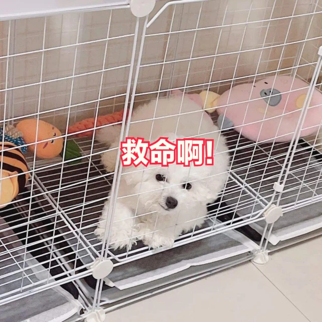 这些体罚方式，对比熊而言就像“上刑”，主人别做了