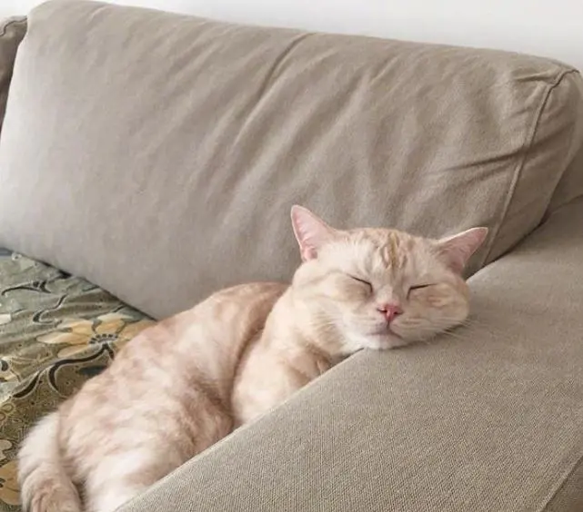 若一只猫对你“忠心”，会有这6种表现，装不出来的