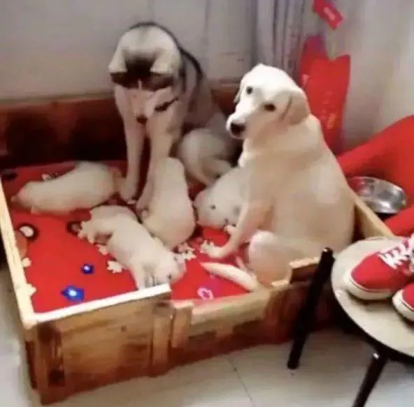 二哈被拉布拉多“霍霍”，生了一窝小黑狗，主人笑喷：遭报应了吧